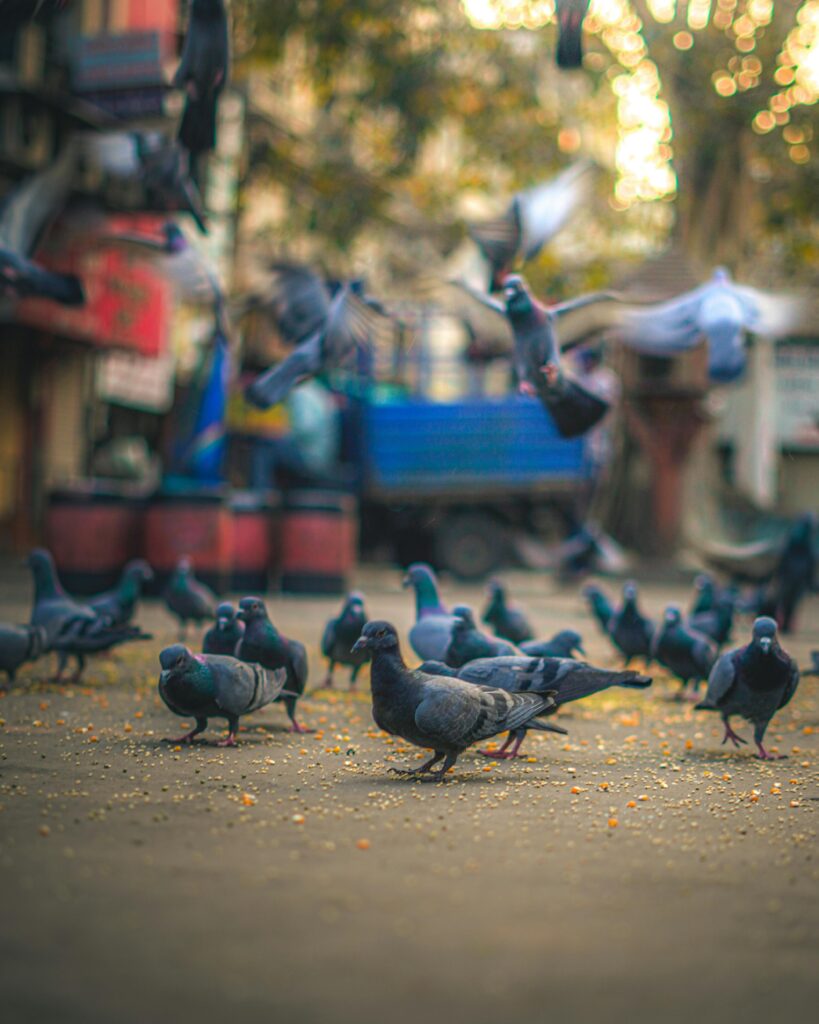 Stadsduiven helpen